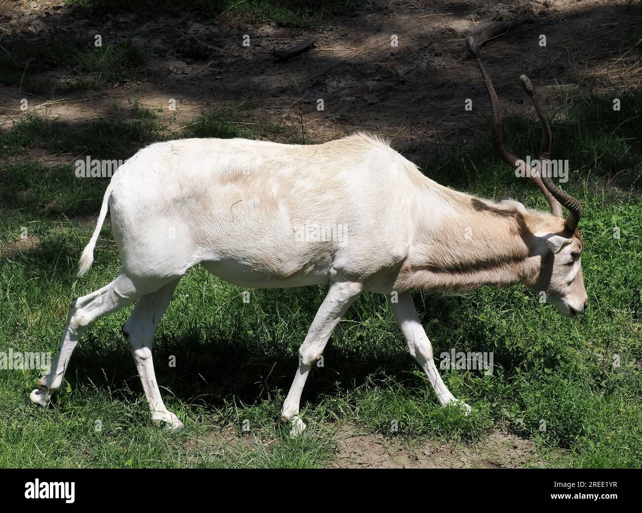 screwhorn-antelope-hi-res-stock-photography-and-images-alamy