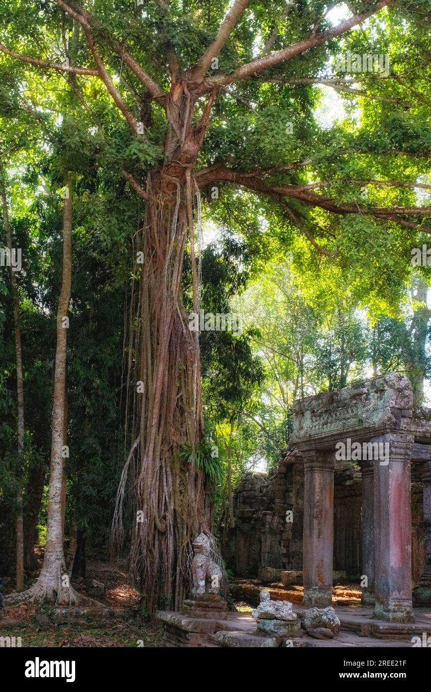 Ruins of an ancient civilization in the jungle, tropical plants. Stock Photo