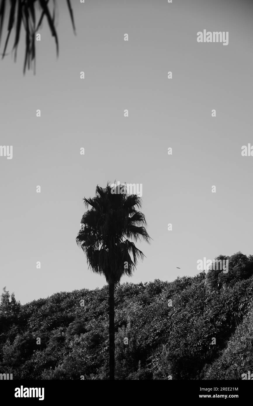 Nature close up in black and white Stock Photo - Alamy