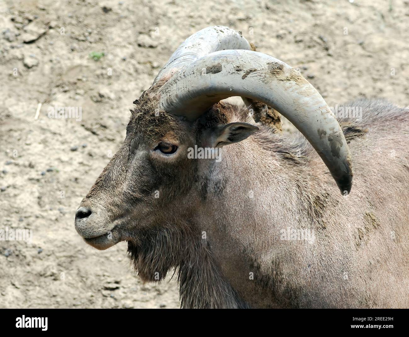 Barbary sheep, Mähnenspringer, Mouflon à manchettes, Ammotragus lervia — free download