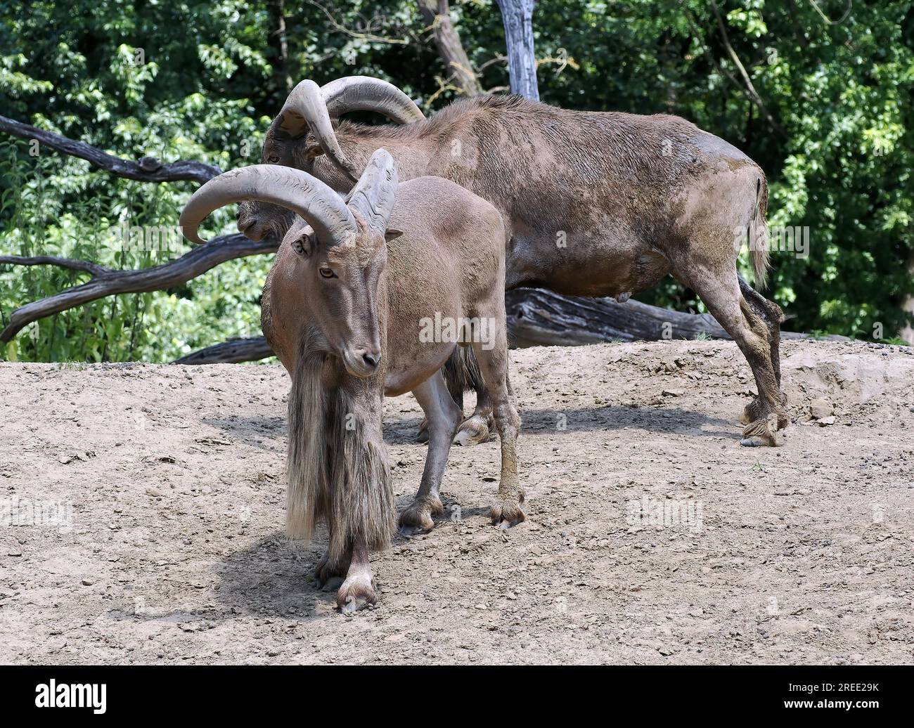 Barbary sheep, Mähnenspringer, Mouflon à manchettes, Ammotragus lervia — free download