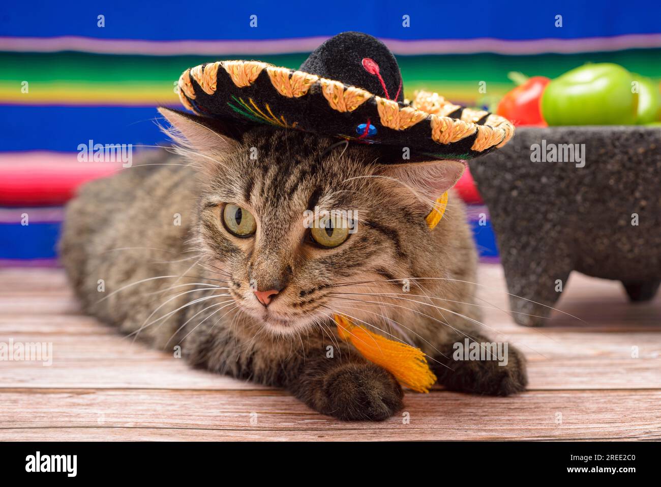 Pet with mexican mariachi hat. Cat celebrating the Day of the