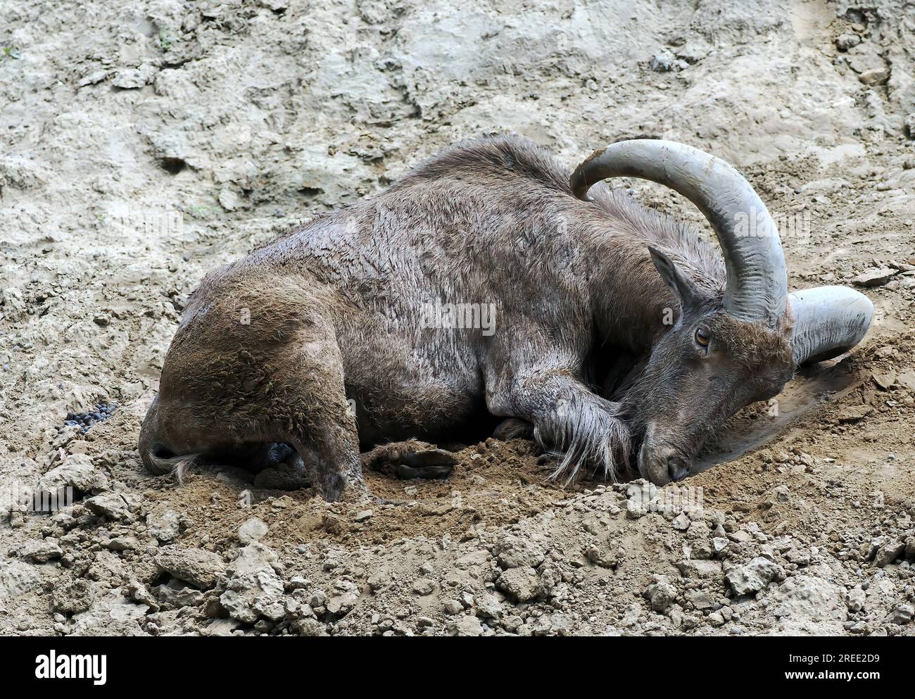 Barbary sheep, Mähnenspringer, Mouflon à manchettes, Ammotragus lervia — free download