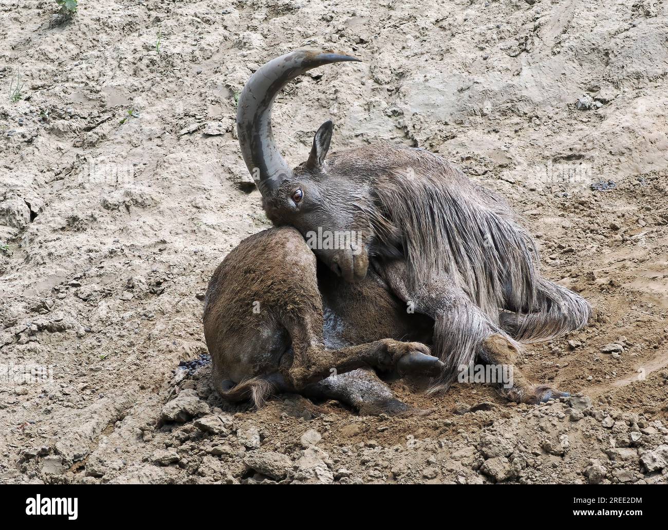 Barbary sheep, Mähnenspringer, Mouflon à manchettes, Ammotragus lervia — free download