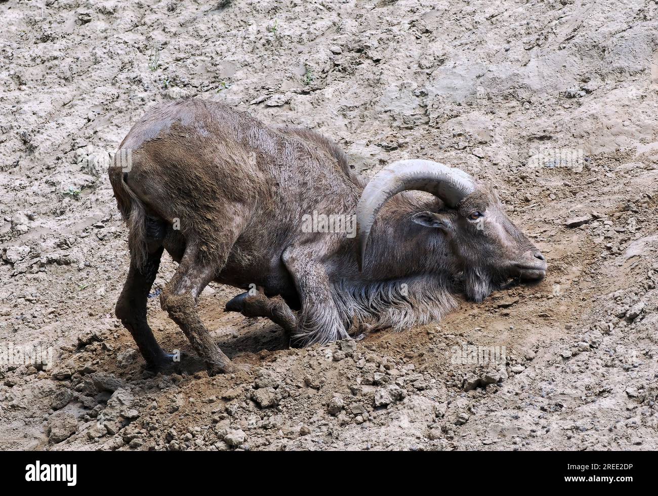 Barbary sheep, Mähnenspringer, Mouflon à manchettes, Ammotragus lervia — free download