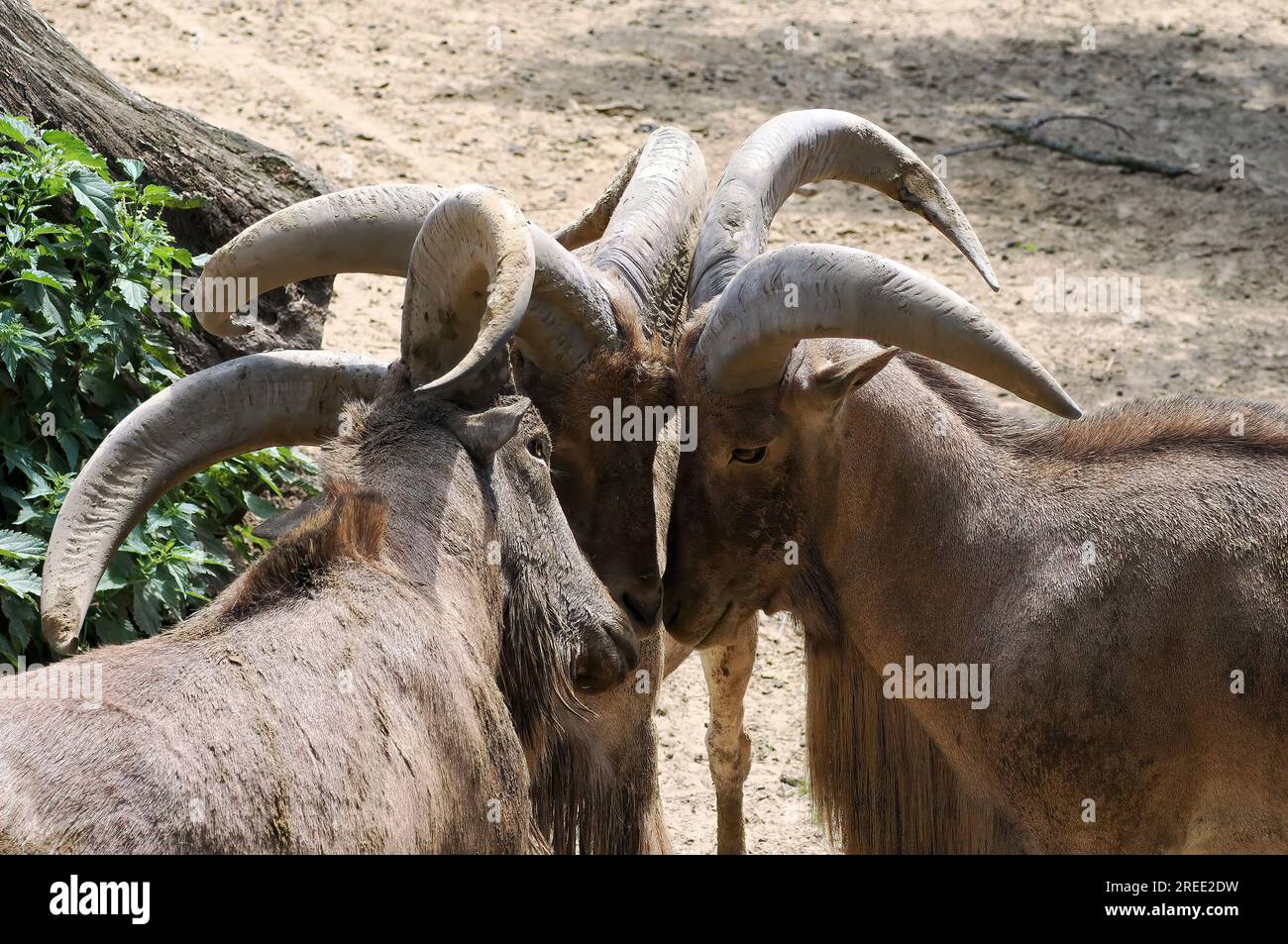 Barbary sheep, Mähnenspringer, Mouflon à manchettes, Ammotragus lervia — free download