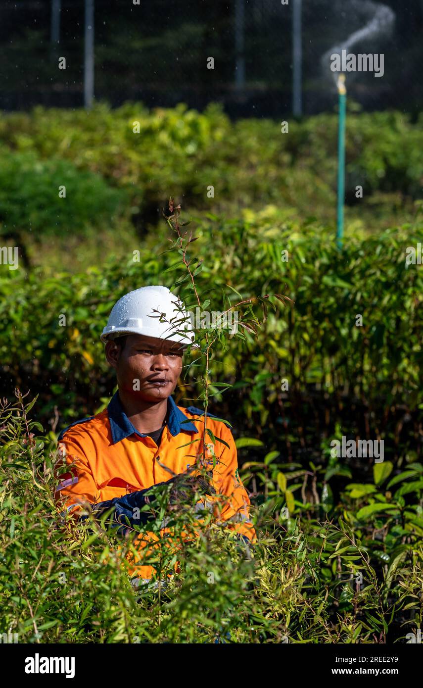 Workers checks plants at a tree nursery facility operated by PT Vale Indonesia in Sorowako. The second largest nickel mining company in the world is developing a nursery area to reforest former mines as a form of responsibility for preserving the environment after exploitation. Stock Photo