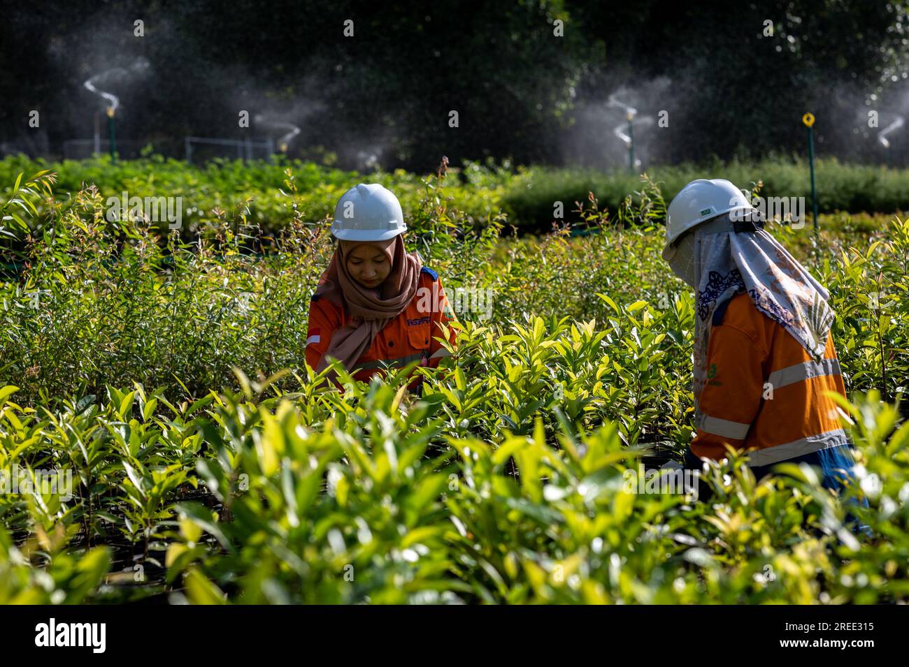 Workers checks plants at a tree nursery facility operated by PT Vale Indonesia in Sorowako. The second largest nickel mining company in the world is developing a nursery area to reforest former mines as a form of responsibility for preserving the environment after exploitation. Stock Photo