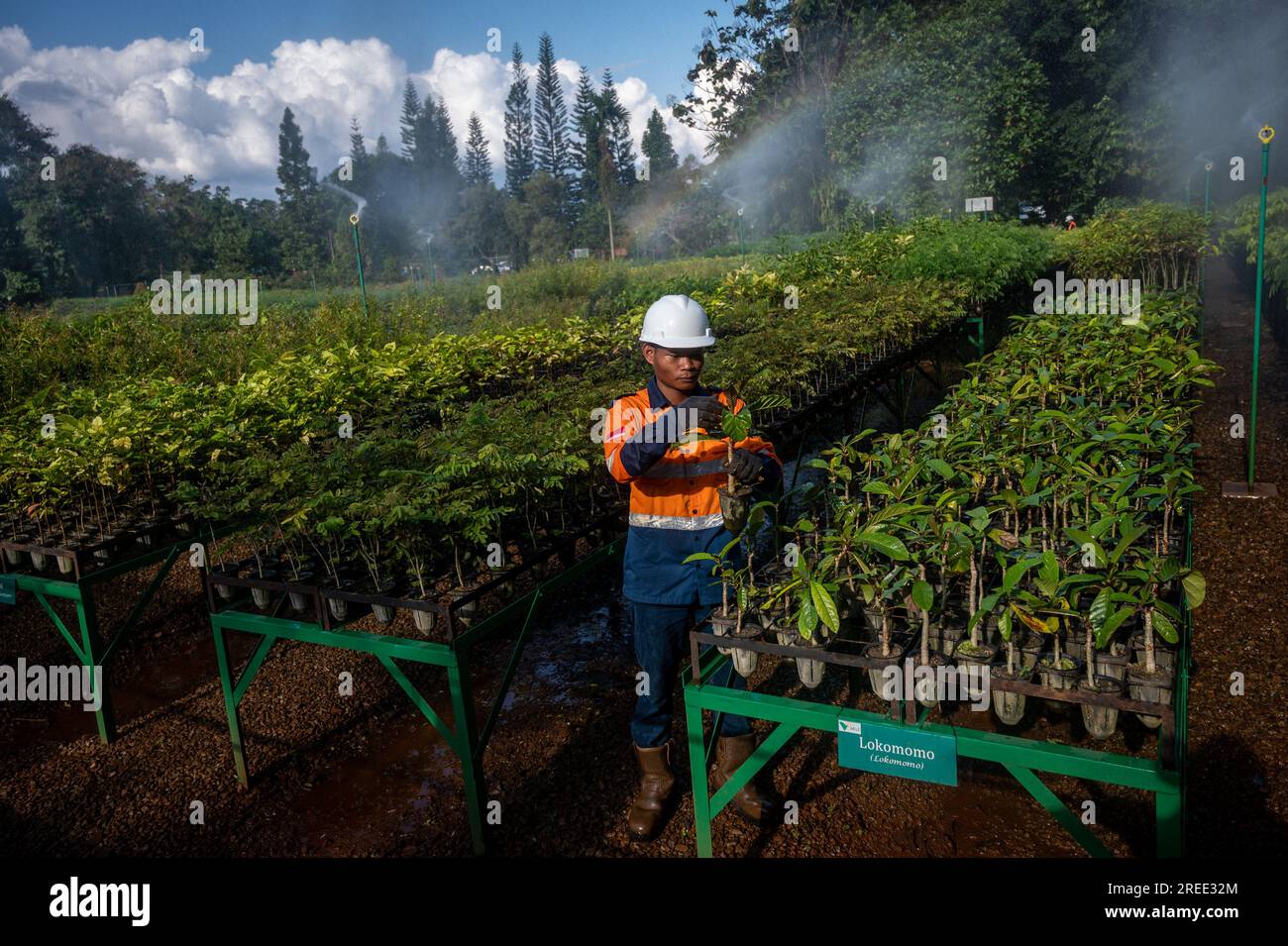 Workers checks plants at a tree nursery facility operated by PT Vale ...