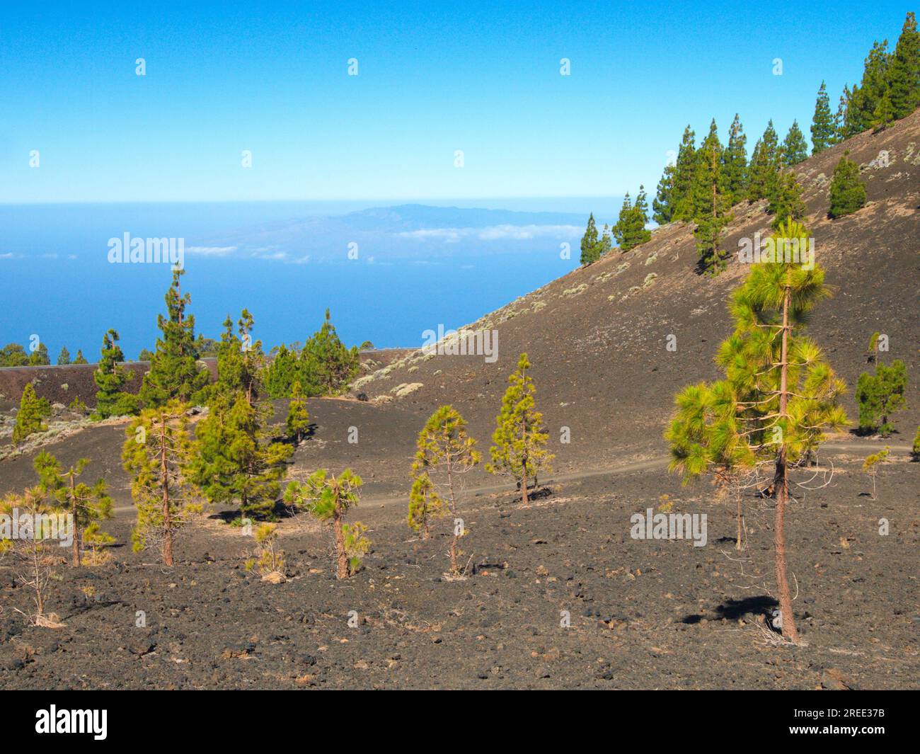 Landscape of the Cañadas del Teide, a volcanic area where populations of Canarian pine can be seen. Las Cañadas del Teide. Stock Photo