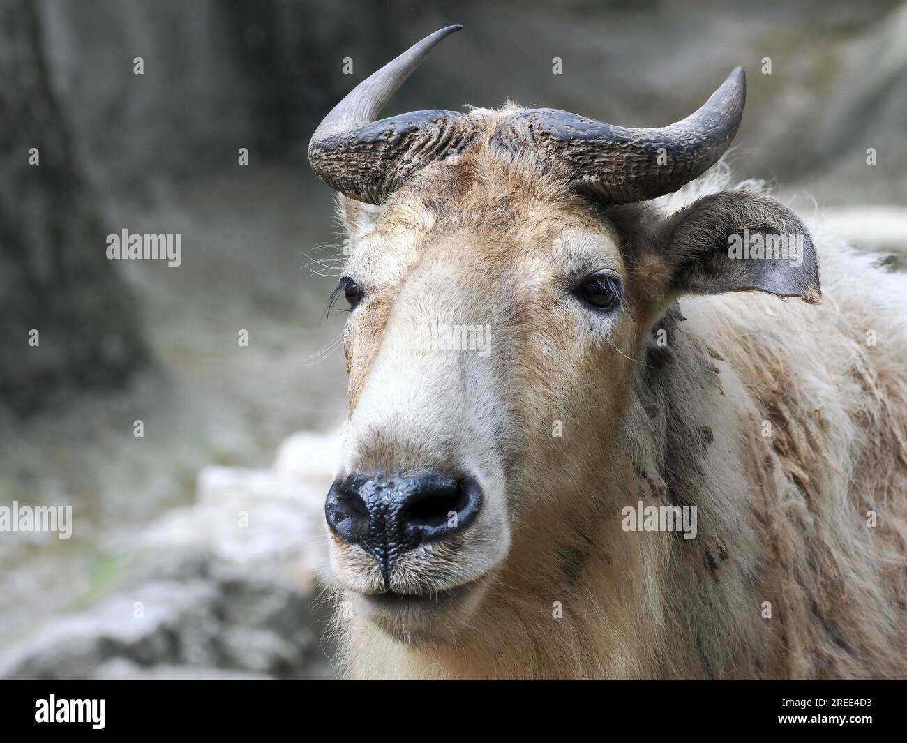 Voyaga etgan ayol bilan erotik jinsiy aloqa Yog porno massaj