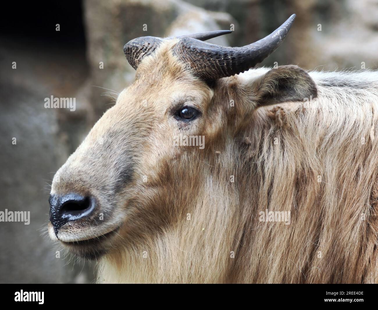 Taxminan mushuk ichida becerdin Taxminan mushuk ichida becerdin