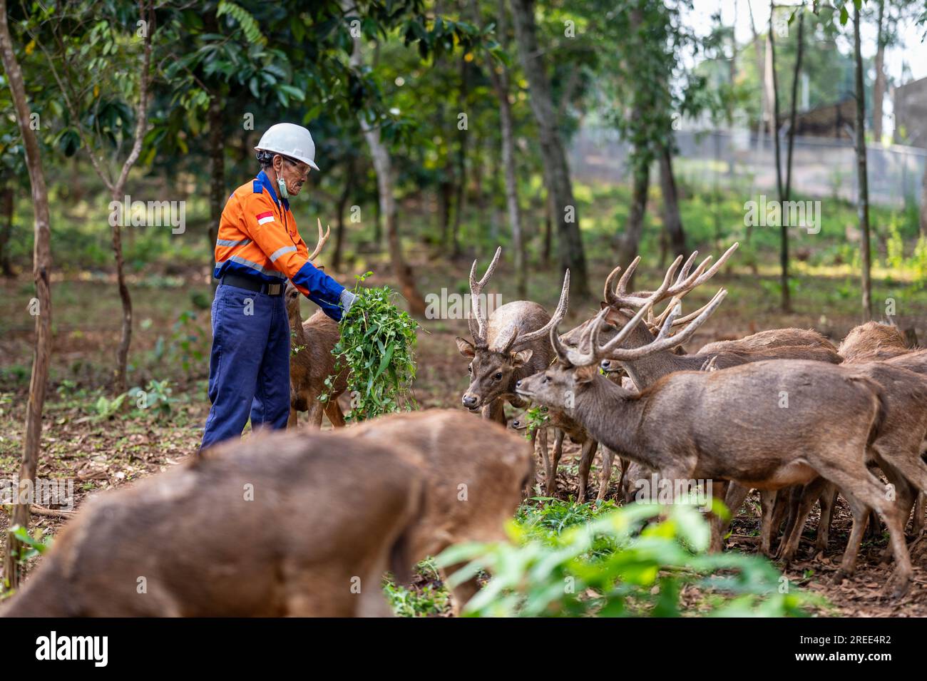 July 27, 2023, Soroako, South sulawesi, Indonesia: A worker feeds deer in a deer breeding facility operated by PT Vale Indonesia in Sorowako. The second largest nickel mining company in the world is developing a nursery area to reforest former mines as a form of responsibility for preserving the environment after exploitation. (Credit Image: © Hariandi Hafid/SOPA Images via ZUMA Press Wire) EDITORIAL USAGE ONLY! Not for Commercial USAGE! Stock Photo