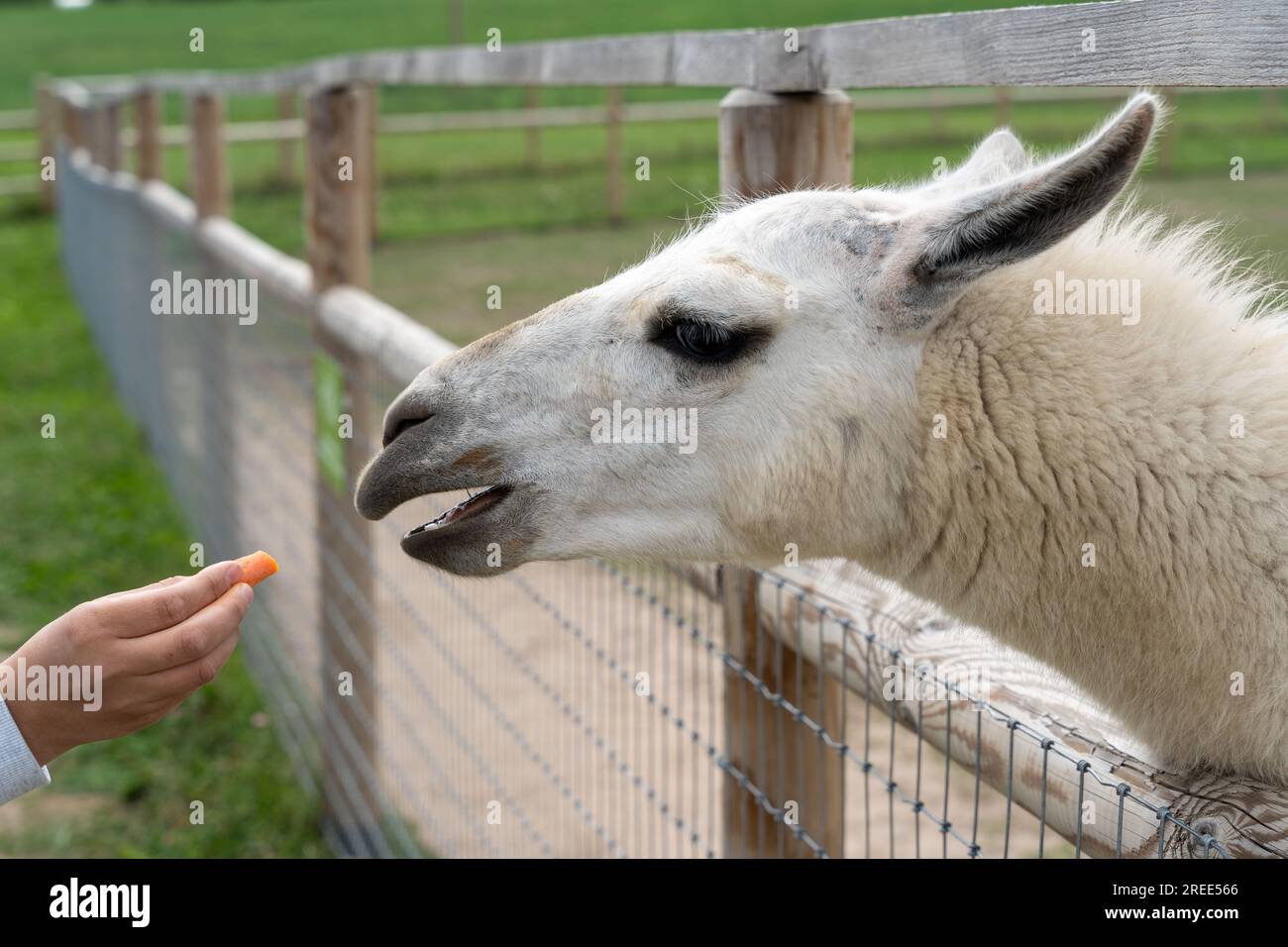 White llama eating carrot from hand behind metal fence Stock Photo Alamy