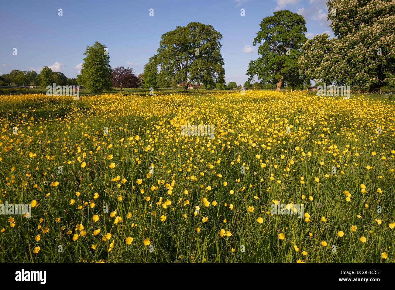 Yellow buttercups growing in wild flower meadow with oak trees and blue sky, Newbury, Berkshire, England, United Kingdom, Europe Stock Photo