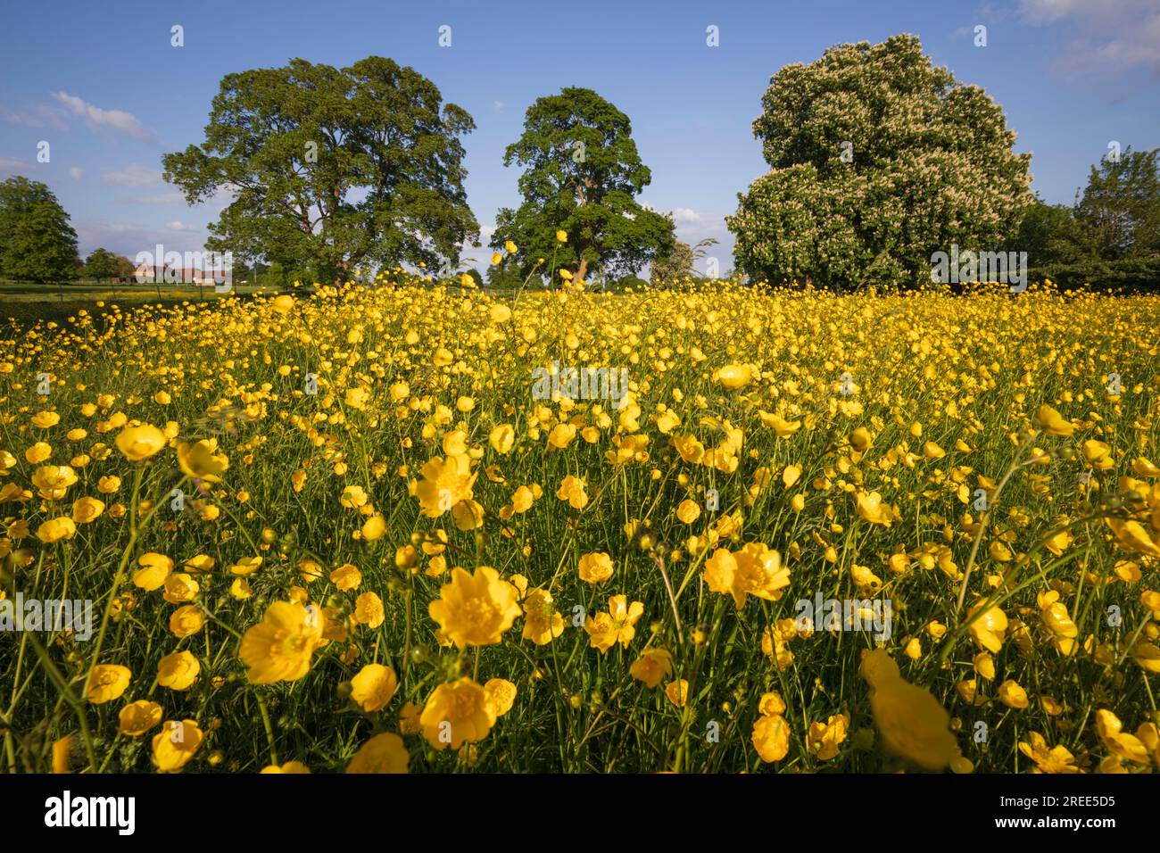 Yellow buttercups growing in wild flower meadow with oak trees and blue sky, Newbury, Berkshire, England, United Kingdom, Europe Stock Photo