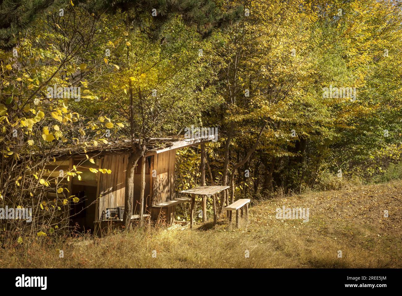 Old wooden benches and a table in the forest, Picnic place Stock Photo ...