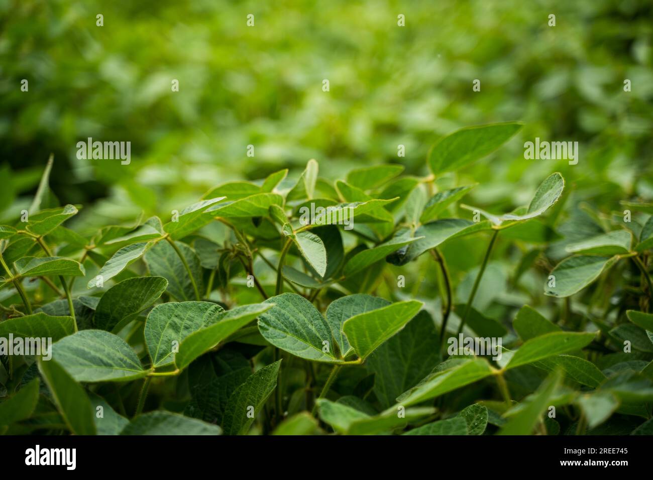 Soybean field ripening at summer season. Soy seedling. Agricultural soy