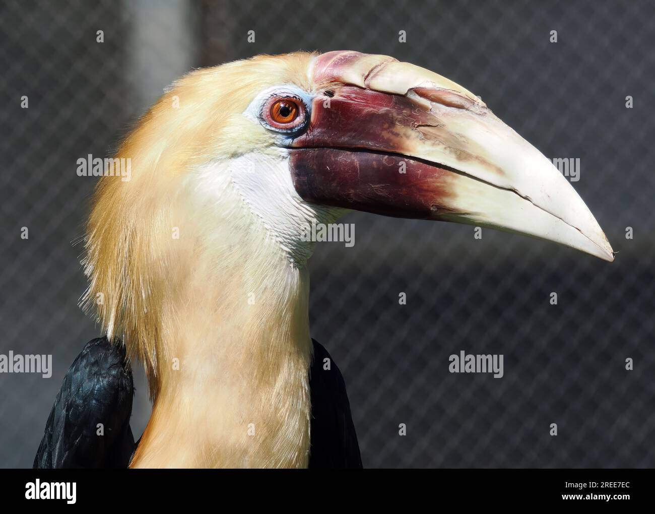 Blyth's hornbill, Papuan hornbill, Papuahornvogel, Calao papou, kokomo, Rhyticeros plicatus, pápua szarvascsőrű, Zoo, Hungary, Magyarország, Europe Stock Photo