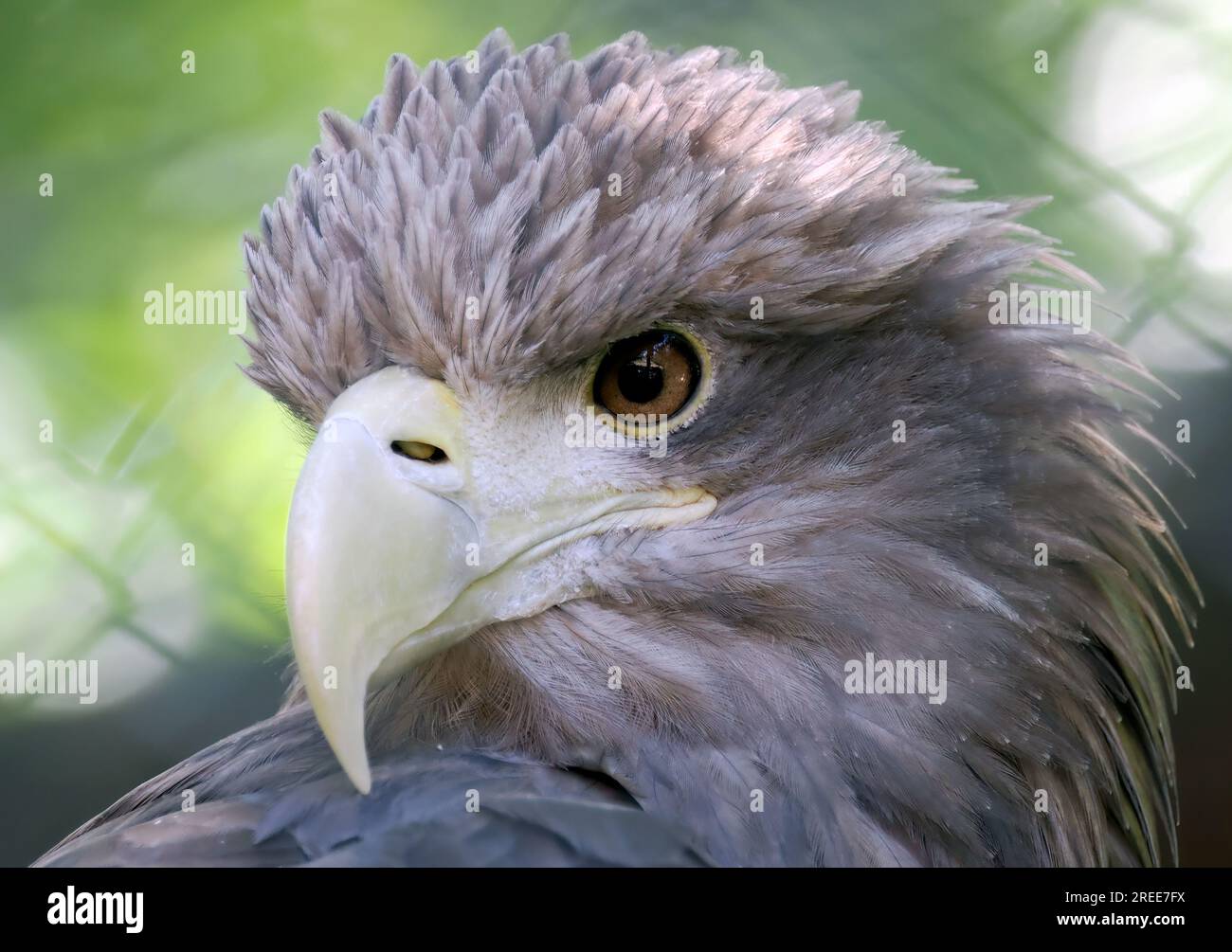 White-tailed eagle, Eurasian sea eagle, Seeadler, Pygargue à queue blanche, Haliaeetus albicilla, rétisas, Zoo, Hungary, Magyarország, Europe Stock Photo