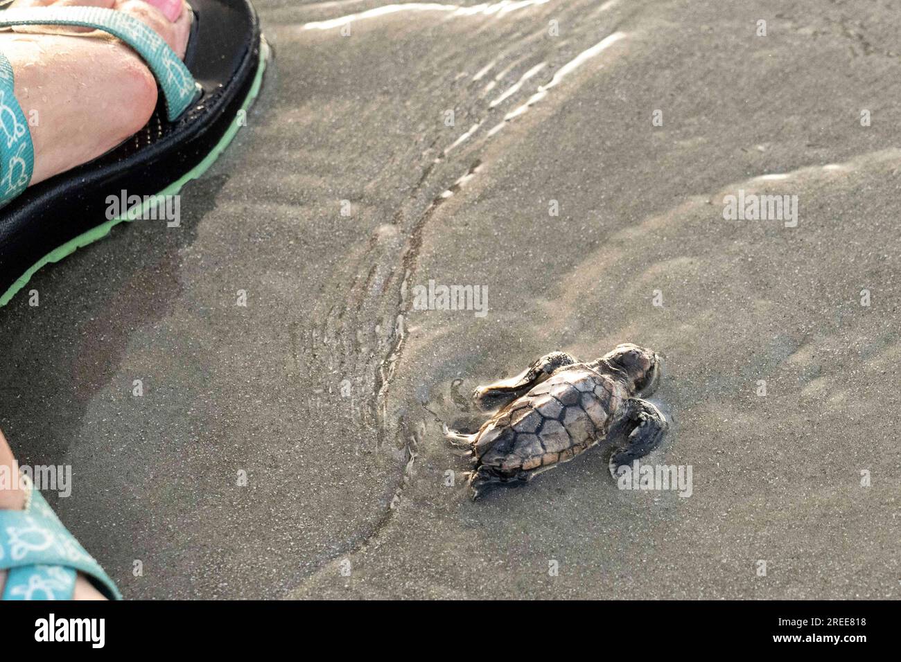 Isle of Palms, United States of America. 27 July, 2023. An endangered loggerhead sea turtle hatchling, crawls past the foot of a volunteer protecting the baby turtle as it reaches the Atlantic Ocean, July 27, 2023 in Isle of Palms, South Carolina. Sea turtles can live to 100-years-old, but less than 3% of hatchlings make it to adulthood. Credit: Richard Ellis/Richard Ellis/Alamy Live News Stock Photo