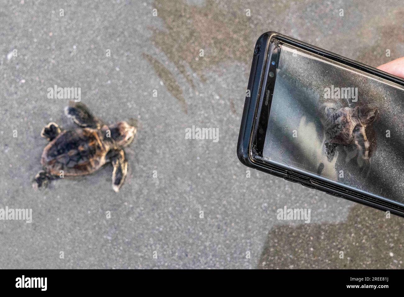 Isle of Palms, United States of America. 27 July, 2023. Tourists take mobile phone photos of an endangered loggerhead sea turtle hatchling, as it crawls to the Atlantic Ocean, July 27, 2023 in Isle of Palms, South Carolina. Sea turtles can live to 100-years-old, but less than 3% of hatchlings make it to adulthood. Credit: Richard Ellis/Richard Ellis/Alamy Live News Stock Photo