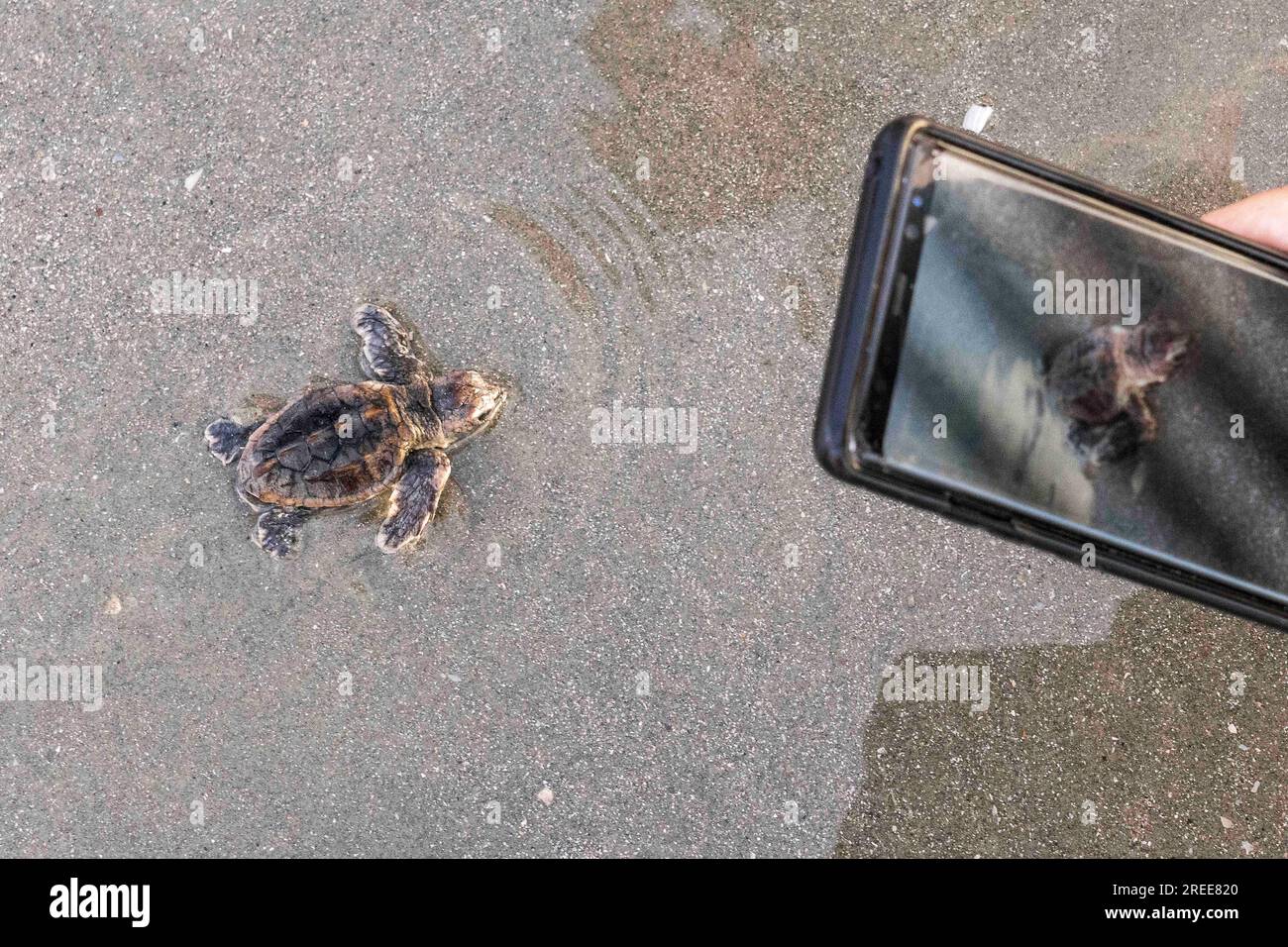 Isle of Palms, United States of America. 27 July, 2023. Tourists take mobile phone photos of an endangered loggerhead sea turtle hatchling, as it crawls to the Atlantic Ocean, July 27, 2023 in Isle of Palms, South Carolina. Sea turtles can live to 100-years-old, but less than 3% of hatchlings make it to adulthood. Credit: Richard Ellis/Richard Ellis/Alamy Live News Stock Photo