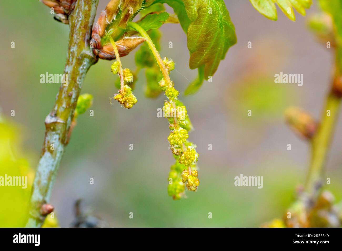 Oak (quercus), close up of the flowers or catkins produced by oak trees in the spring, isolated from the background. Stock Photo