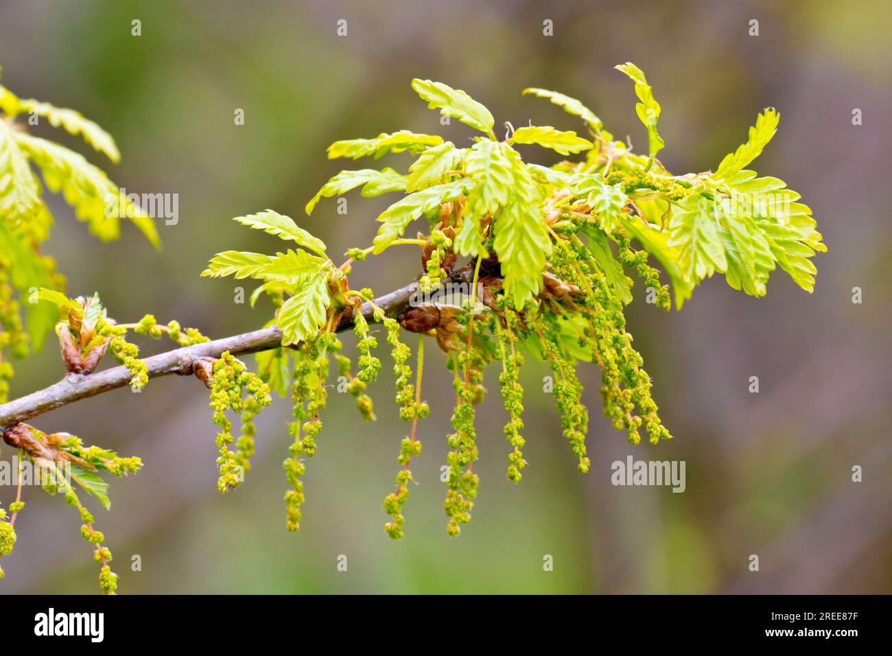 Oak (quercus), close up of the flowers or catkins produced by oak trees in the spring, isolated from the background. Stock Photo