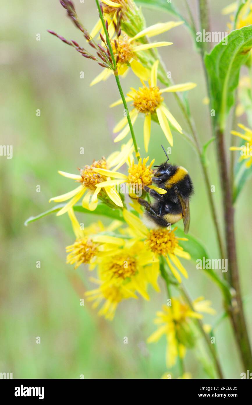 A bumblebee valiantly making its way up a stalk of yellow flowers Stock Photo