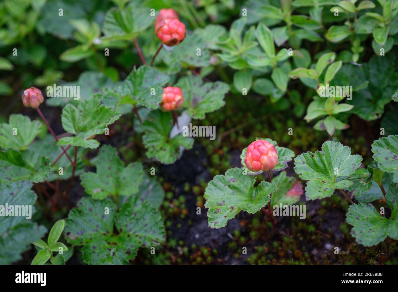 The prized cloudberry (Horton in Swedish), a berry only found in sub