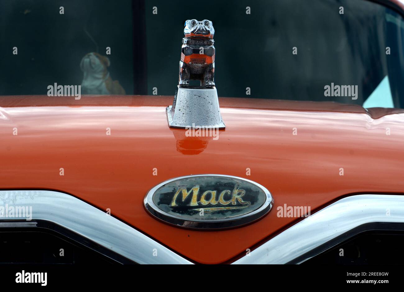 The hood and chrome bulldog hood ornament on a 2004 Mack semi truck on display at a car show in