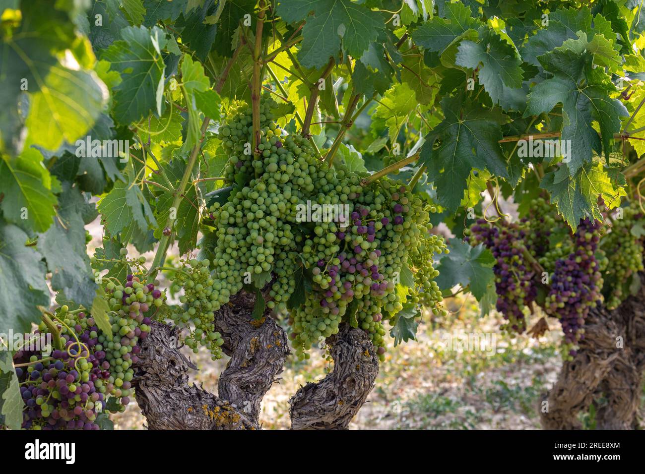 Vineyard red grapes cluster sunset hi-res stock photography and images ...