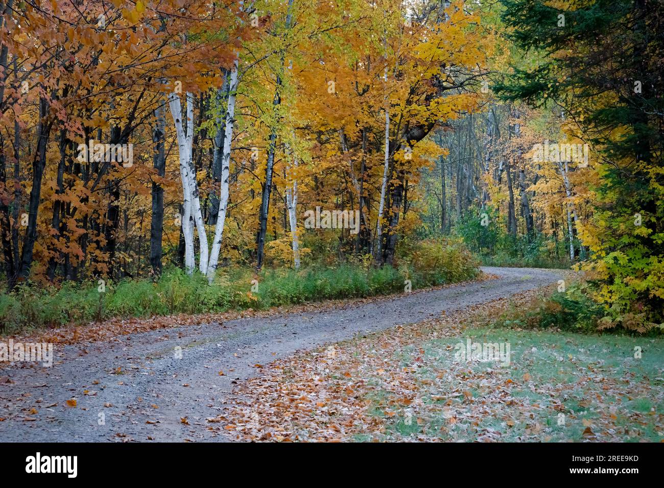 Cheqamegon national forest hires stock photography and images Alamy