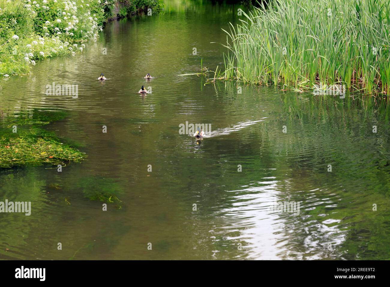 A flotilla of ducks approaches on Bute feeder canal, Bute Park, Cardiff. Cardiff. July 2023. Stock Photo