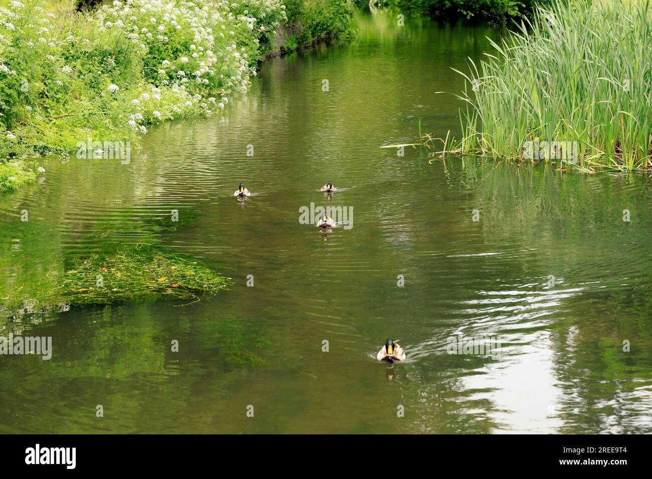 A flotilla of ducks approaches on Bute feeder canal, Bute Park, Cardiff. Cardiff. July 2023. Stock Photo
