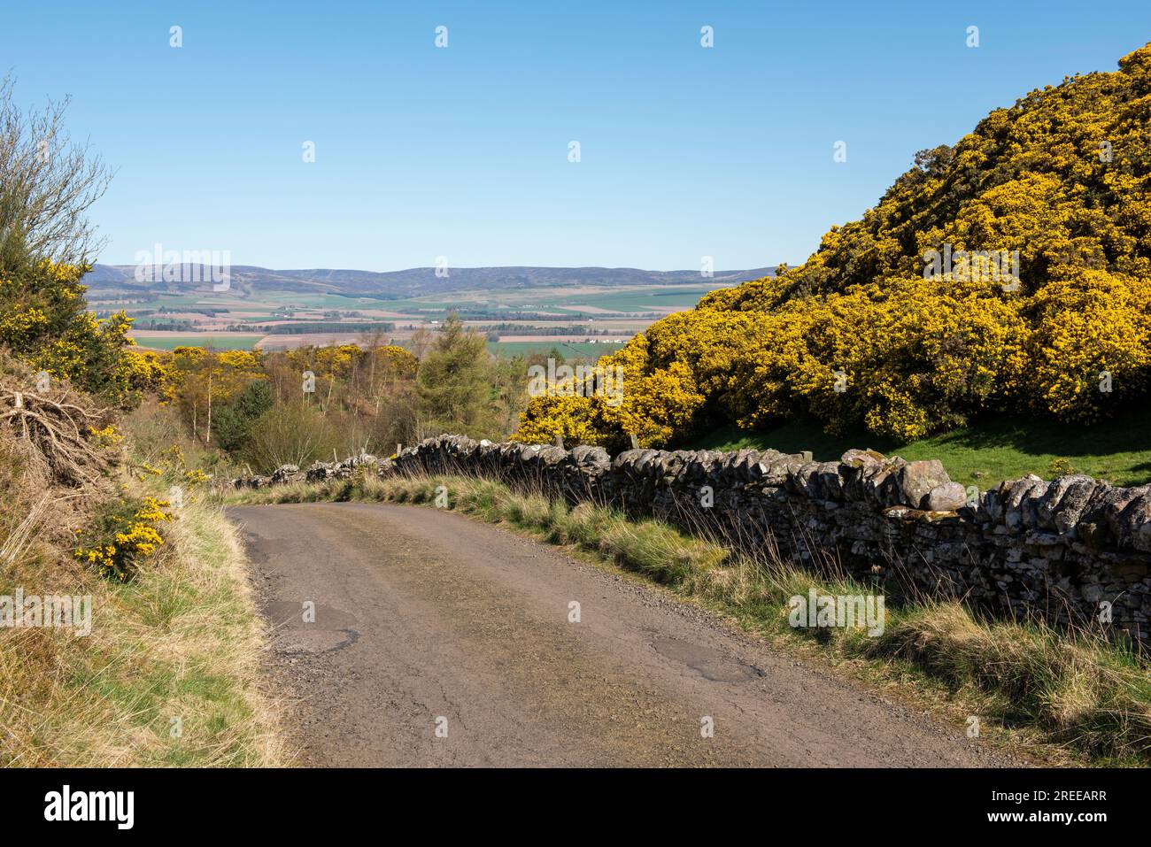 Views over to the Angus Glens from the single track road fringed with yellow broom passing over Finavon Hill, Angus, Scotland. Stock Photo