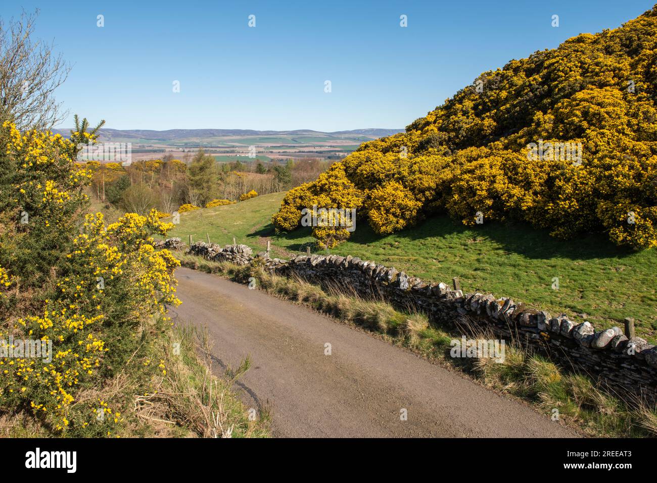 Views over to the Angus Glens from the single track road fringed with yellow broom passing over Finavon Hill, Angus, Scotland. Stock Photo
