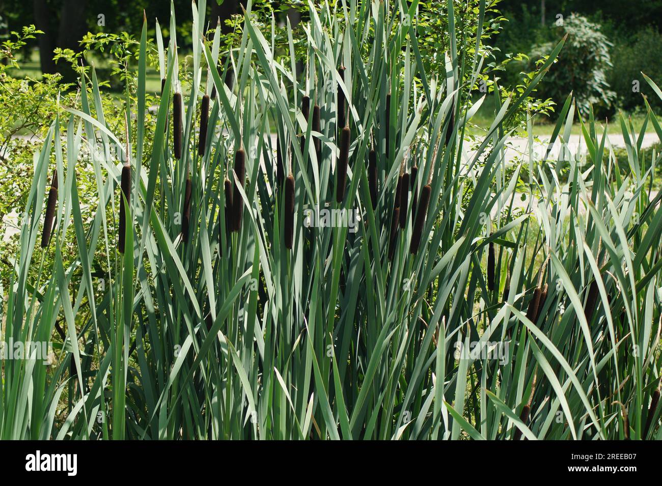 Broad-leaved bulrush, Typha latifolia, with inflorescence Stock Photo