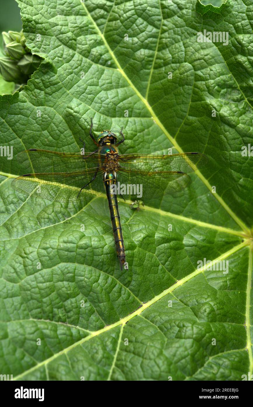 Dragonfly on a green leaf. A large dragonfly. A predatory insect. Stock Photo