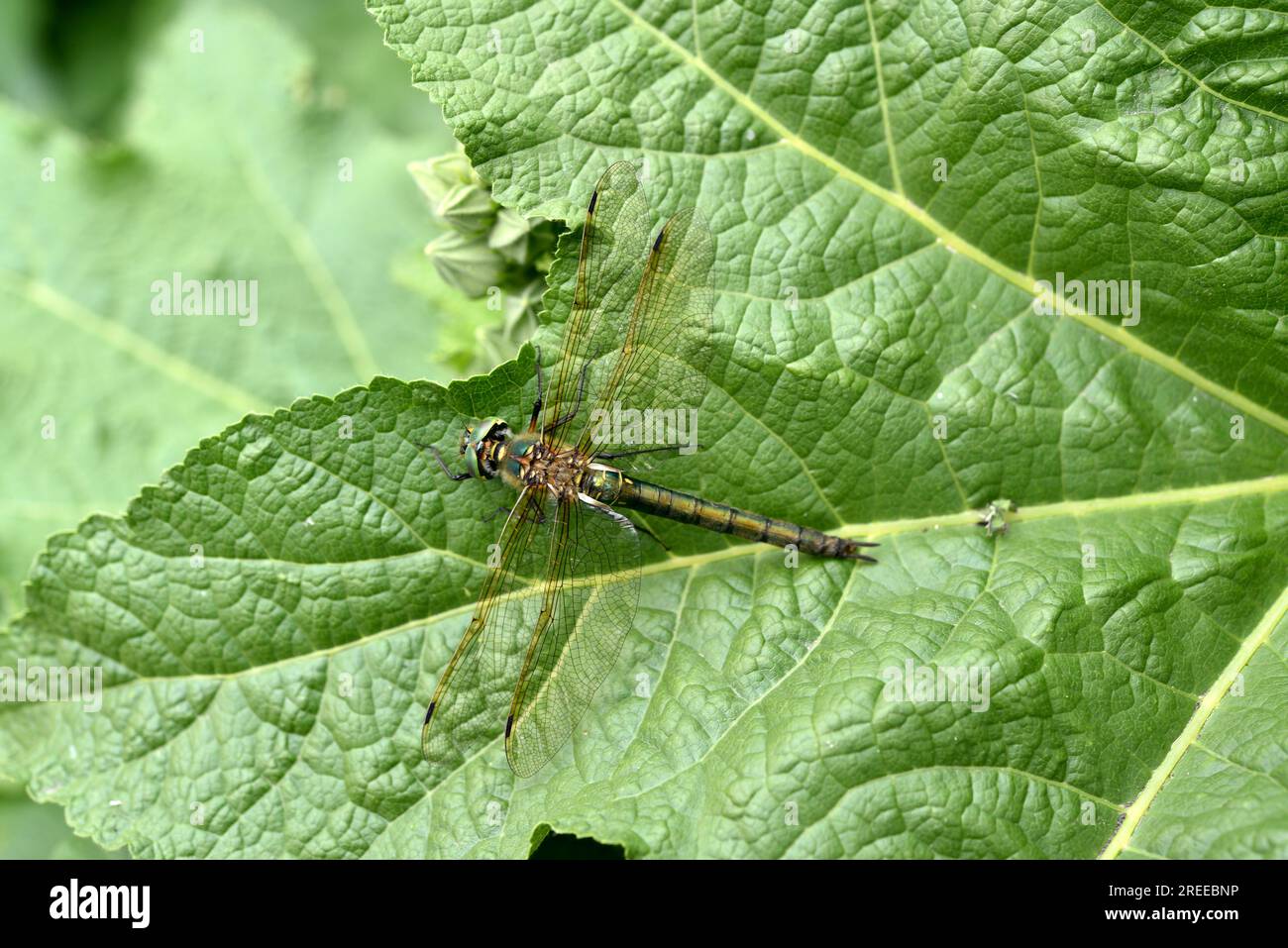 Dragonfly on a green leaf. A large dragonfly. A predatory insect. Stock Photo