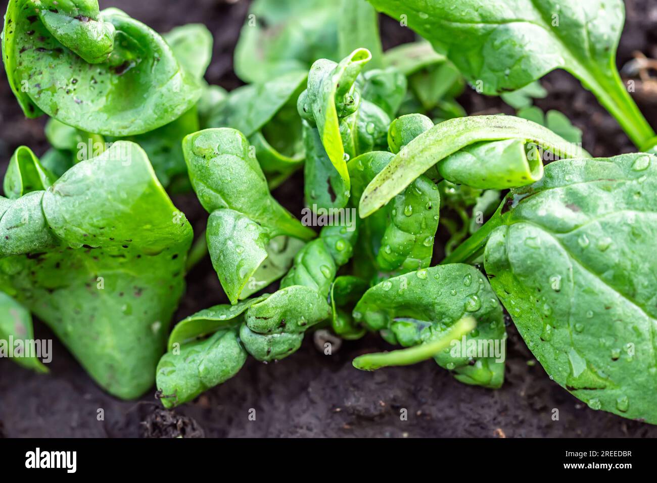 damaged spinach leaves in an organic garden bed. The infected plants are evident, and they are being treated with insecticides to combat the issue. Stock Photo