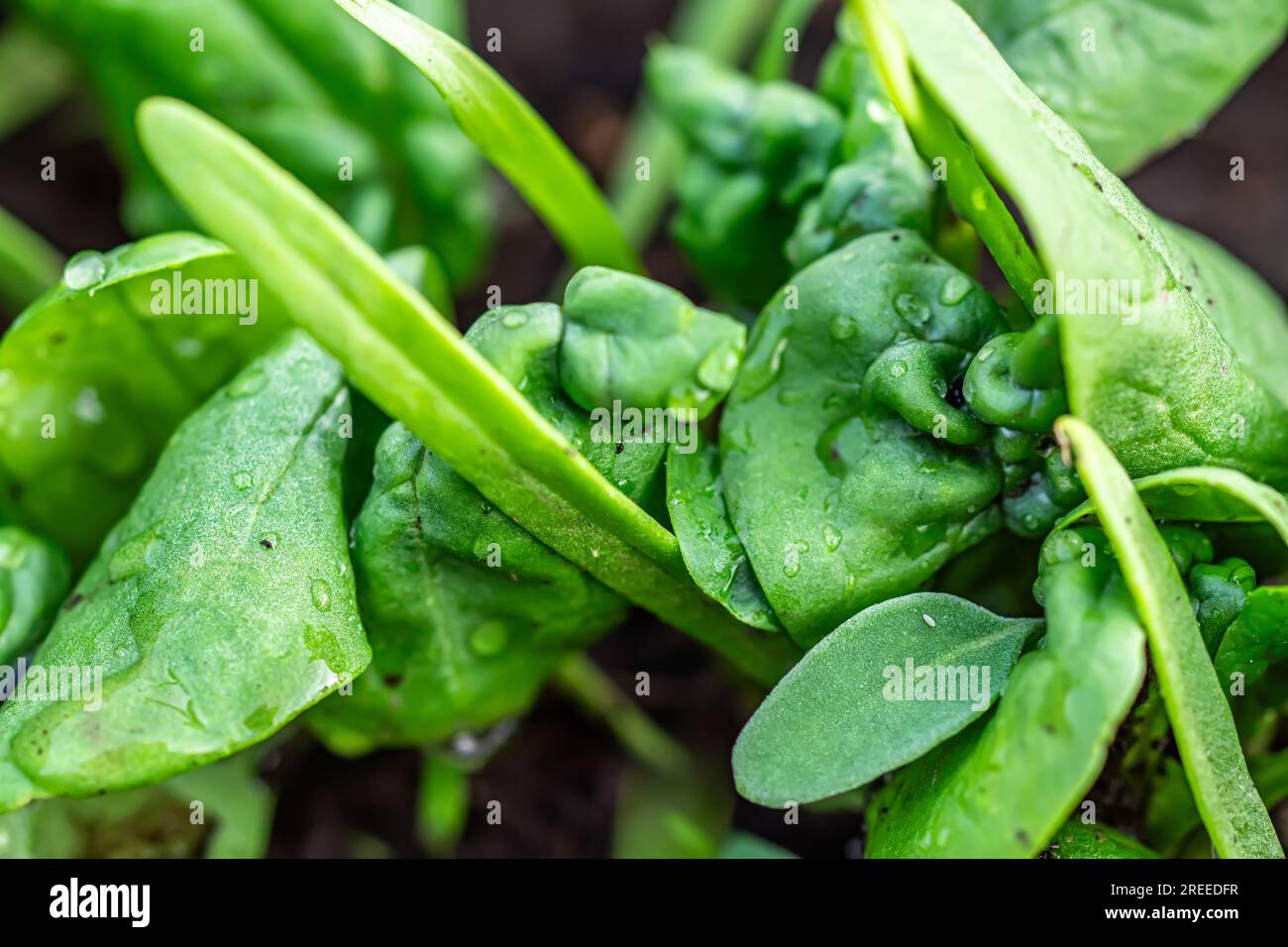 Closeup of young spinach plants showing signs of fungal infection. The