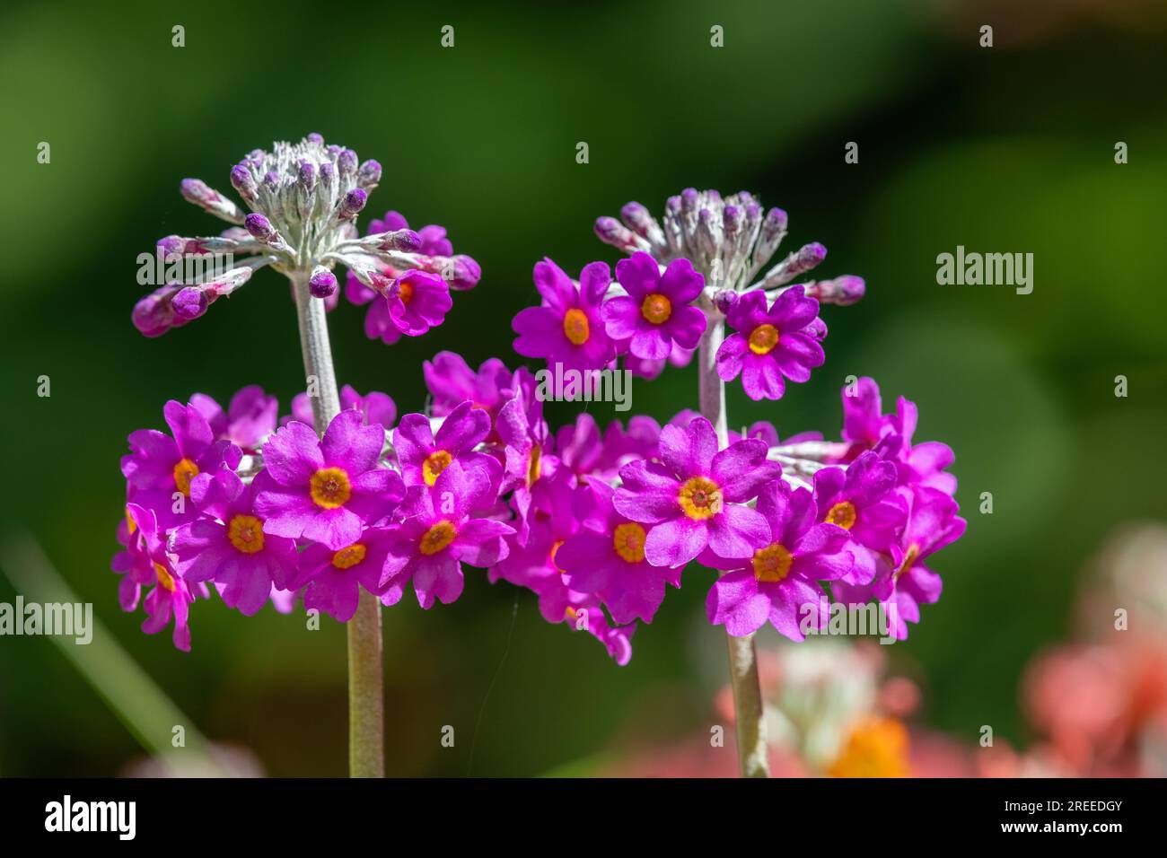 Close up of candelabra primrose (primula bulleyana) flowers in bloom Stock Photo