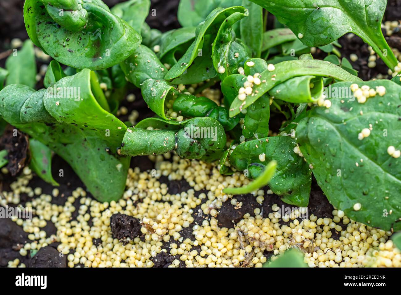 Scattered millet in an organic bed with aphid-affected spinach. damaged spinach leaves in an organic garden bed. The infected plants are evident, Stock Photo