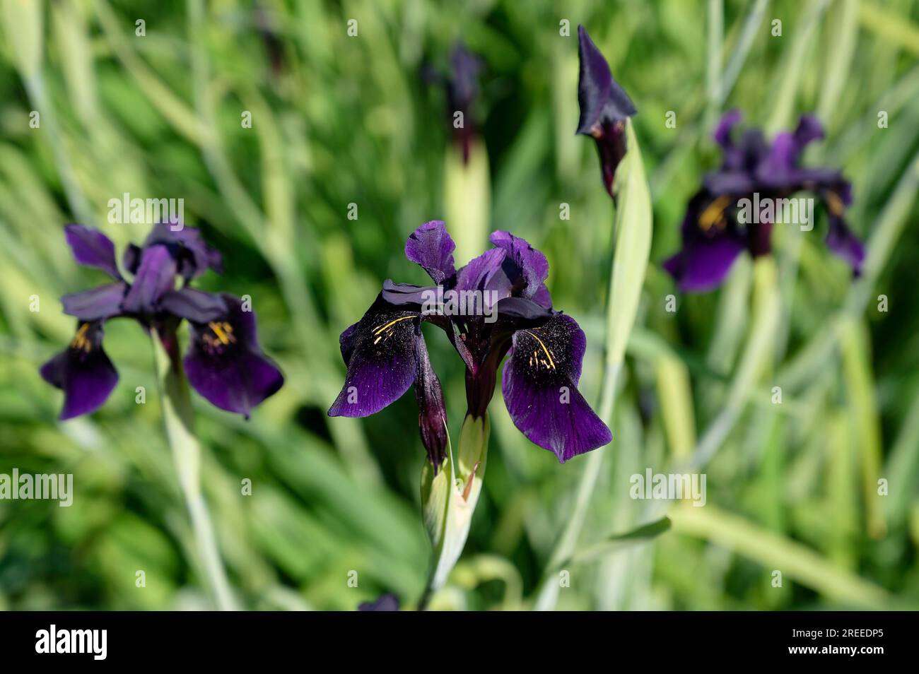 Iris close up hi-res stock photography and images - Alamy