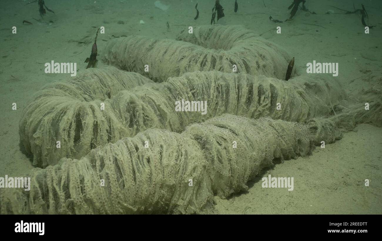 Jellylike pipe on sandy seabed. Sausage jelly on sand at bottom of sea