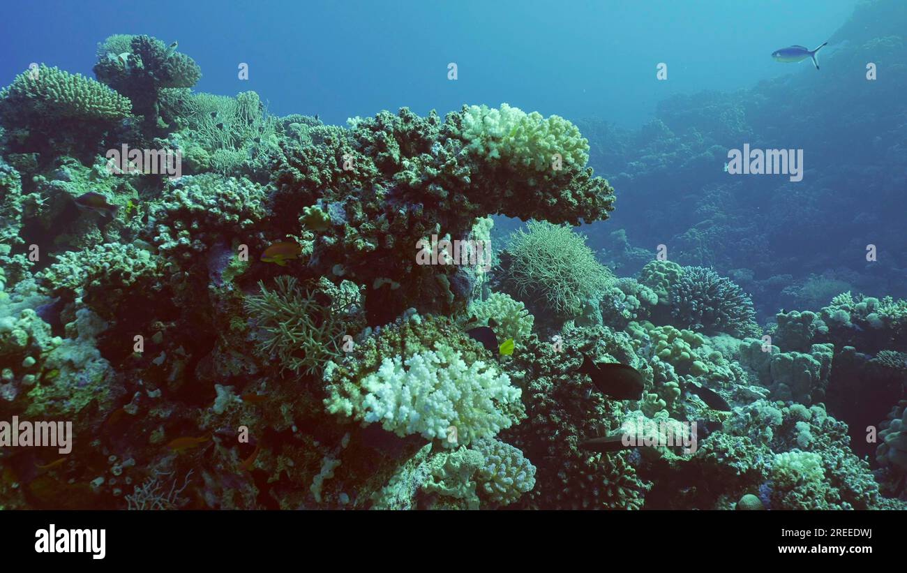 Bleached Table Coral Acropora. Bleaching and death of corals from excessive seawater heating due to climate change and global warming. Decolored Stock Photo