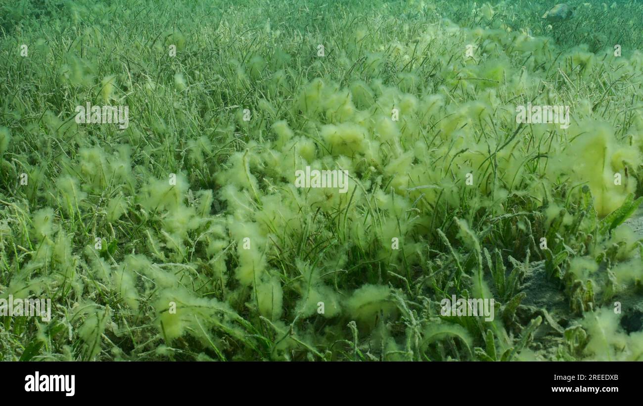 Seabed covered with green seagrass. Seagrass meadow with blooming green ...