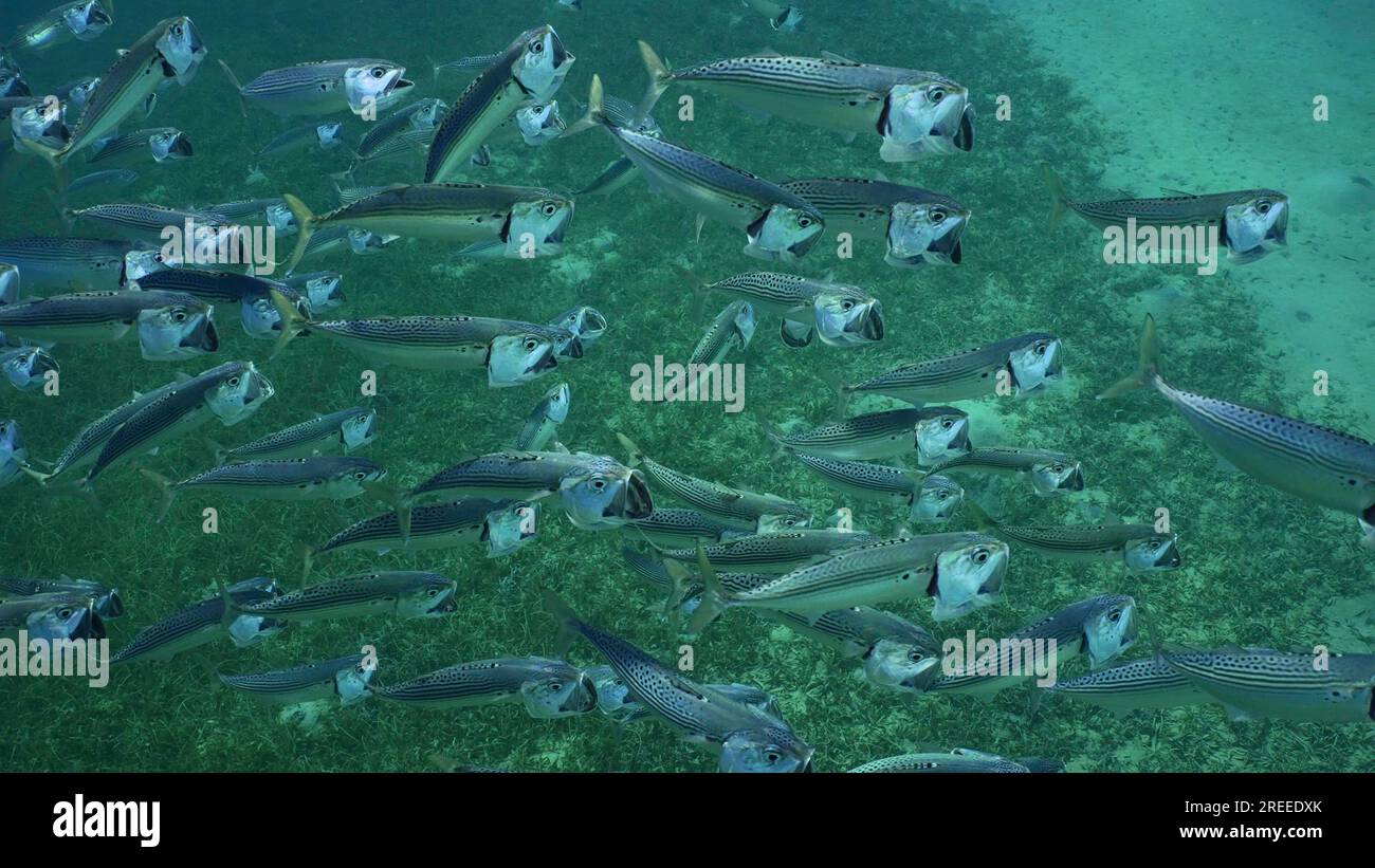 Top view on shoal of Striped Mackerel or Indian Nackerel (Rastrelliger kanagurta) swimming with open mouths filtering for plankton on sunny day on Stock Photo